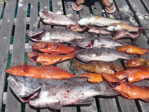 ABROLHOS SESSION